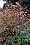 Himalayan Balsam